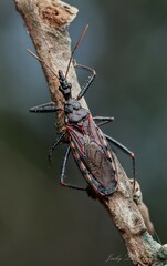 Piestolestes obscurus