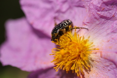 Oxythyrea noemi
