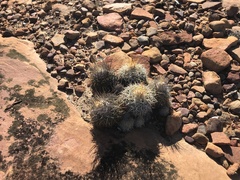 Discocactus zehntneri boomianus