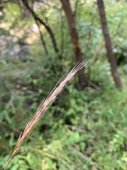 Elymus glaucus glaucus