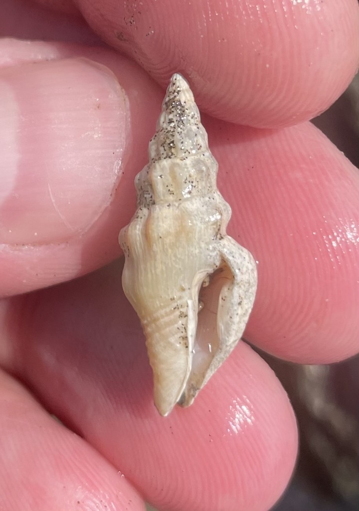 Strombina recurva from Golfo De Panamá, Provincia de Panamá, PA on ...