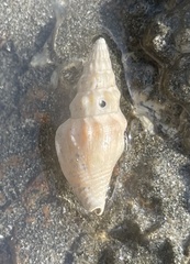 Strombina recurva