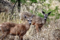 Odocoileus virginianus couesi
