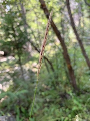 Elymus glaucus glaucus