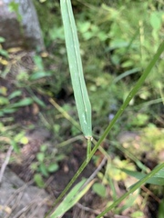 Elymus glaucus glaucus