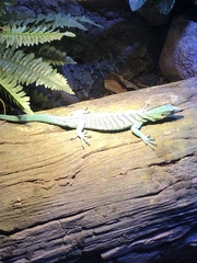Varanus prasinus