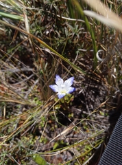 Wahlenbergia pygmaea