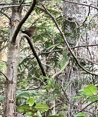 Troglodytes pacificus