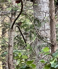 Troglodytes pacificus