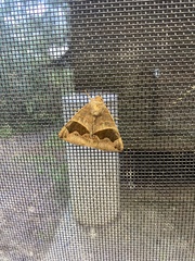 Bastilla solomonensis