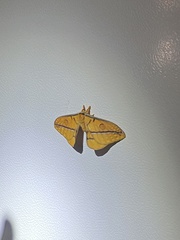 Opodiphthera fervida