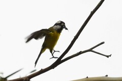 Falcunculus frontatus