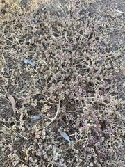 Mesembryanthemum crystallinum