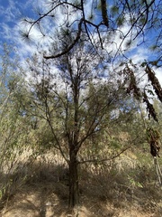 Vachellia pennatula