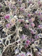 Mesembryanthemum crystallinum