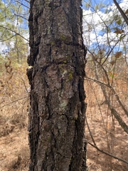 Vachellia pennatula