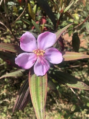 Melastoma