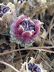 Mesembryanthemum crystallinum