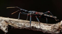 Piestolestes obscurus