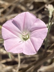 Convolvulus