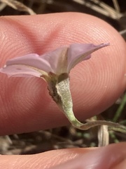 Convolvulus