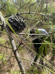 Pinus pseudostrobus apulcensis