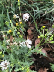 Senecio spanomerus