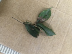 Endiandra hypotephra