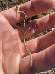 Convolvulus