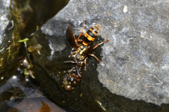 Ropalidia socialistica