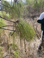 Pinus pseudostrobus apulcensis