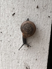 Triodopsis hopetonensis