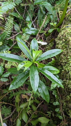 Daphne arisanensis (Daphne arisanensis)