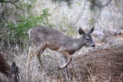 Odocoileus virginianus couesi