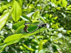 Pornothemis starrei