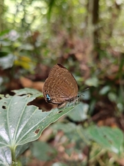 Arhopala major