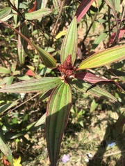 Melastoma