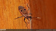 Physopelta quadriguttata