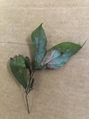 Endiandra hypotephra