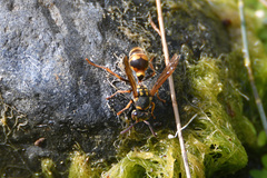 Ropalidia romandi