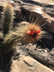 Micranthocereus flaviflorus