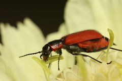 Malachius coccineus