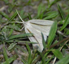 Doryodes tenuistriga