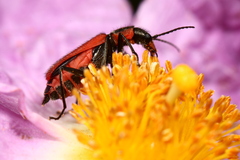 Malachius coccineus