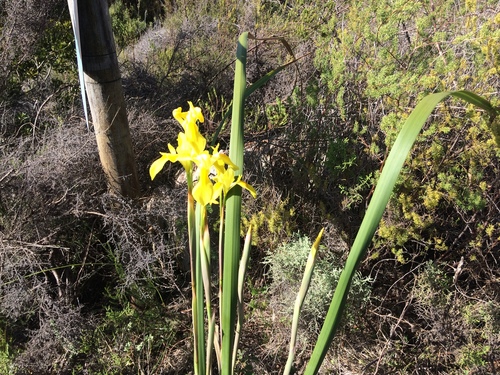Image of Moraea spathulata by (c) Andrew Gillespie, some rights reserved (CC BY-SA)