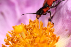 Malachius coccineus