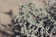 Atriplex polycarpa