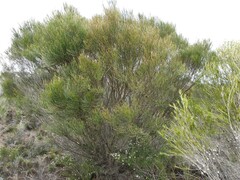 Allocasuarina distyla