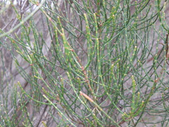 Allocasuarina distyla