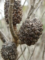 Allocasuarina distyla